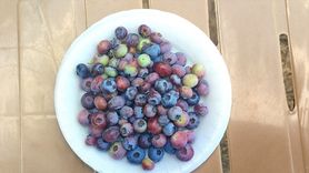 İzmir'de Maviyemişin İlk Hasadı Gerçekleşti