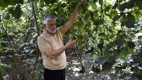 Karadeniz Fındık Hasadına Hazırlanıyor