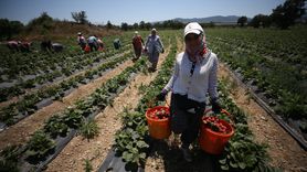 Kazdağları'nın Çilekleri, Yenice'nin Geçim Kaynağı Olmaya Devam Ediyor