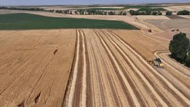 Konya Ovası'nda Buğday ve Arpa Rekolte Kaybı Bekleniyor