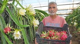 Mersin'de Ejder Meyvesi Hasadı Start Aldı