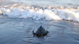 Mersin'de Uydu Takip Cihazı ile İzlenen Kaplumbağa Denize Salındı
