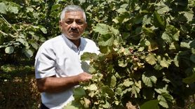 Ordu'da Fındık Hasadı Tarihleri Belirlendi