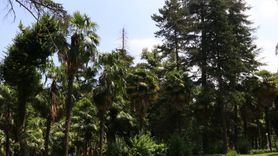 Yalova'daki Atatürk Arboretumu: Türkiye'nin İlk Canlı Ağaç Müzesi