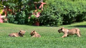Yeni Doğan Aslan Yavrularına İsim Aranıyor