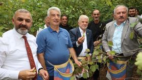 Arsin Foşa Fındığı'nın Hasadı Başladı