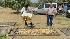 Aydın'da İlk Kuru İncir Sezonu Başladı