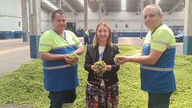 Bilecik'te Şerbetçi Otu Hasadı Başladı