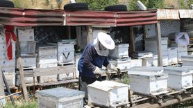 Çubuk'ta Çiçek Balı Hasadı Başladı