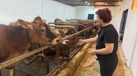 Giresun'da Hastalıktan Ari Üç Hayvancılık Tesisine Destek Sağlandı