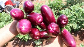 Kilis'e Özgü Zabaran Patlıcanı Hasadı Başladı