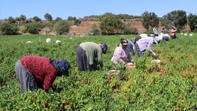 Kilis'te Kırmızı Biber Hasadı Başladı