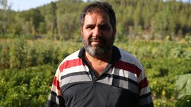 Safranbolu'da Coğrafi İşaretli Maniye Domatesinde Hasat Dönemi