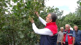 Samsun'da Fındık Rekoltesi 91 Bin 500 Ton Bekleniyor