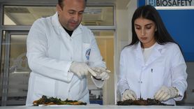 Şırnak Üniversitesi'nde İki Endemik Bitkinin Şaşırtıcı Faydaları