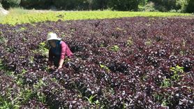 Arapgir'de Mor Reyhan ve Köhnü Üzüm Hasat Heyecanı