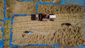 Demirci Kuru Fasulyesinde Artan Talep