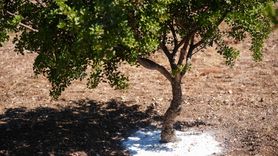 İzmir'de Sakız Ağacı Popülasyonu 100 Kat Arttı