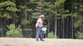 Karabük'te Safran Ekim Sezonu Başladı