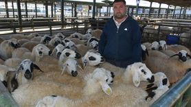 Malatya'da Hayvan Pazarı Yeniden Faaliyette