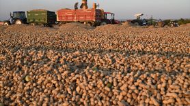 Osmaniye'de Yer Fıstığı Hasadı Başladı