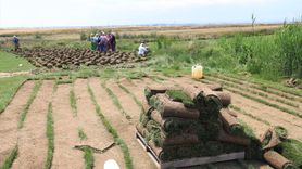 Edirne'deki Rulo Çim Tesisleriyle Göç Dönüşüyor