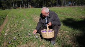 Karabük'te Mucize Bitki Safranın Hasadı Devam Ediyor