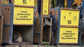 Kocaeli'de Kızıl Geyik Yerleştirme Projesi Başladı