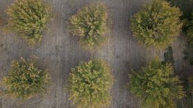 Malatya'nın Kayısı Bahçeleri Sonbaharda Göz Kamaştırıyor