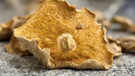 Mantar Zehirlenmelerinde Acil Durum Tüyosu