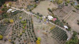 Adana'da Safran Hasadı Başladı