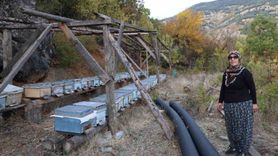 Adana'da Sıcaklar Arıları Kışlama İçin Kovandan Uzak Tutuuyor