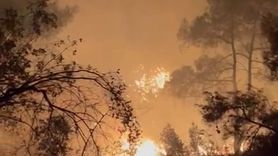 Adana'daki Orman Yangını Hızla Kontrol Altına Alındı