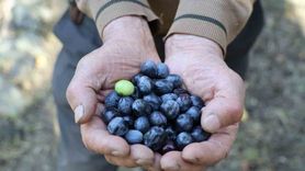 Artvin'de Butko Zeytini Hasadı Devam Ediyor