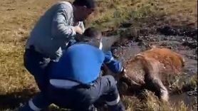 Bataklığa Saplanan İnek Kurtarıldı