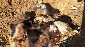 Batman'da Kurt Saldırısı: 10 Keçi Telef Oldu