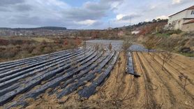 Buldan'da Çilek Üretiminde Yoğun Çalışmalar Devam Ediyor