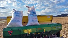 Çavdarhisar’da Buğday ve Tritikale Tohumları Ekildi