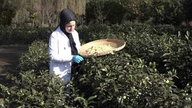 Çay Çiçeği Çayı: Doğu Karadeniz'in Yeni Lezzeti