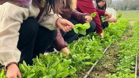 Çaycuma Tarım Lisesi Öğrencilerinden Hasat Eğitimi