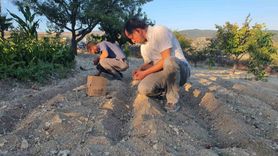 Demirci'de Safran Çiçeği Yetiştirildi