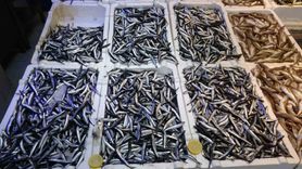 Denizdeki Hamsi Bolluğu İhracat Rakamlarını Etkilemedi