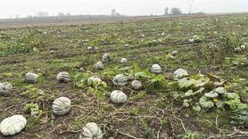 Düzce'de Coğrafi İşaretli Kestane Kabağı Hasadı Başladı