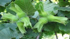 Düzce'den AB Ülkelerine Fındık İhracı