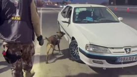 Erzurum'da Dopingi Bulan Köpek: Magnum