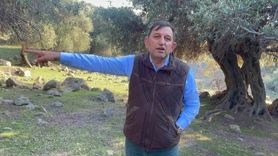 Gökçeada'nın Eşsiz Ladolia Zeytinleri