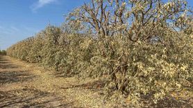 Greyfurt Üreticileri Destek Programına Dahil Edilmeli