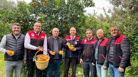 Havran Mandalinası'nda Hasat Sezonu Hızla Devam Ediyor