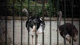 İspanya'da Kuş Gribi Tehdidi: Kümes Hayvanları Kapalı Tutulacak