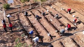 Kahramanmaraş'ta Salep Üretimi Artıyor